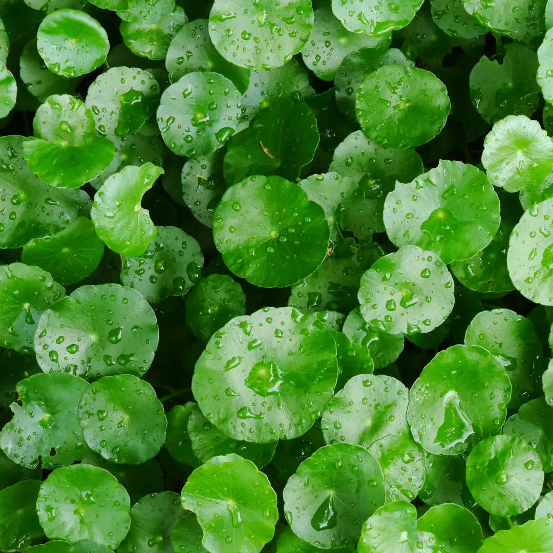 Centella