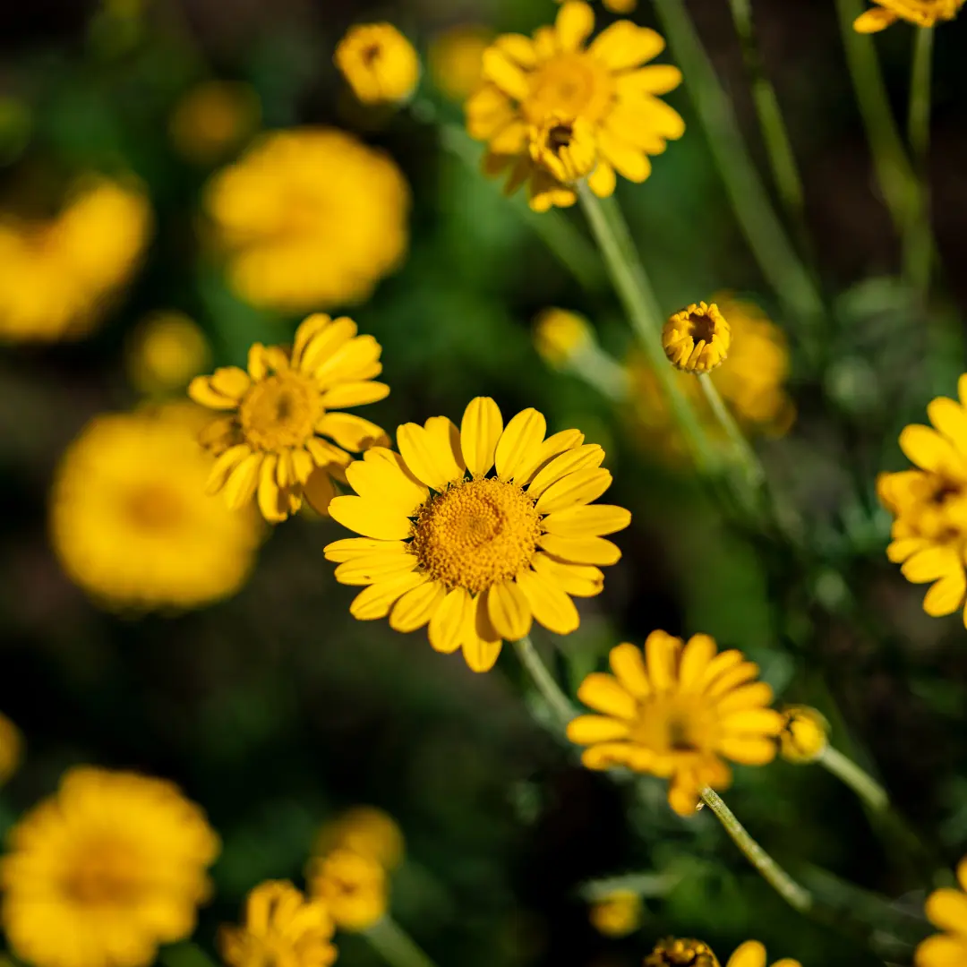 CHRYSANTELLUM