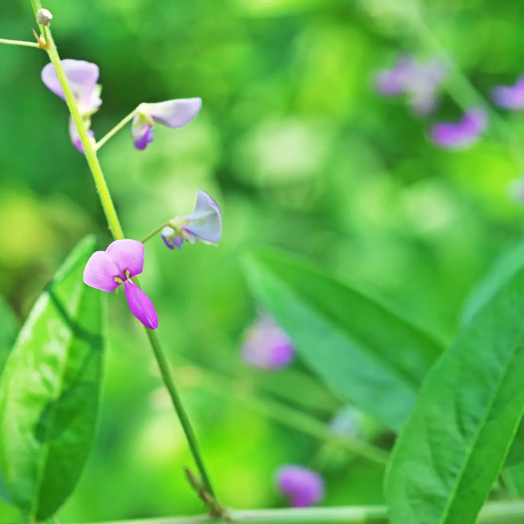 DESMODIUM