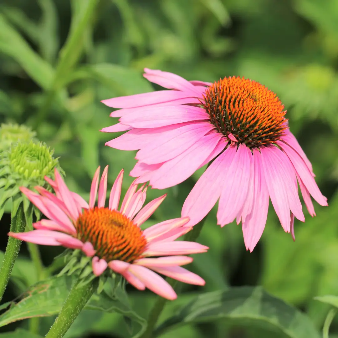 ÉCHINACEA