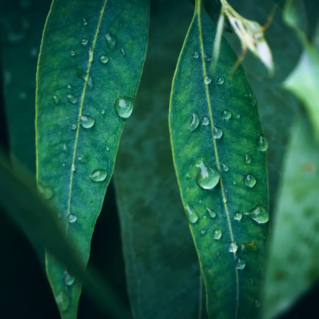 EUCALYPTUS