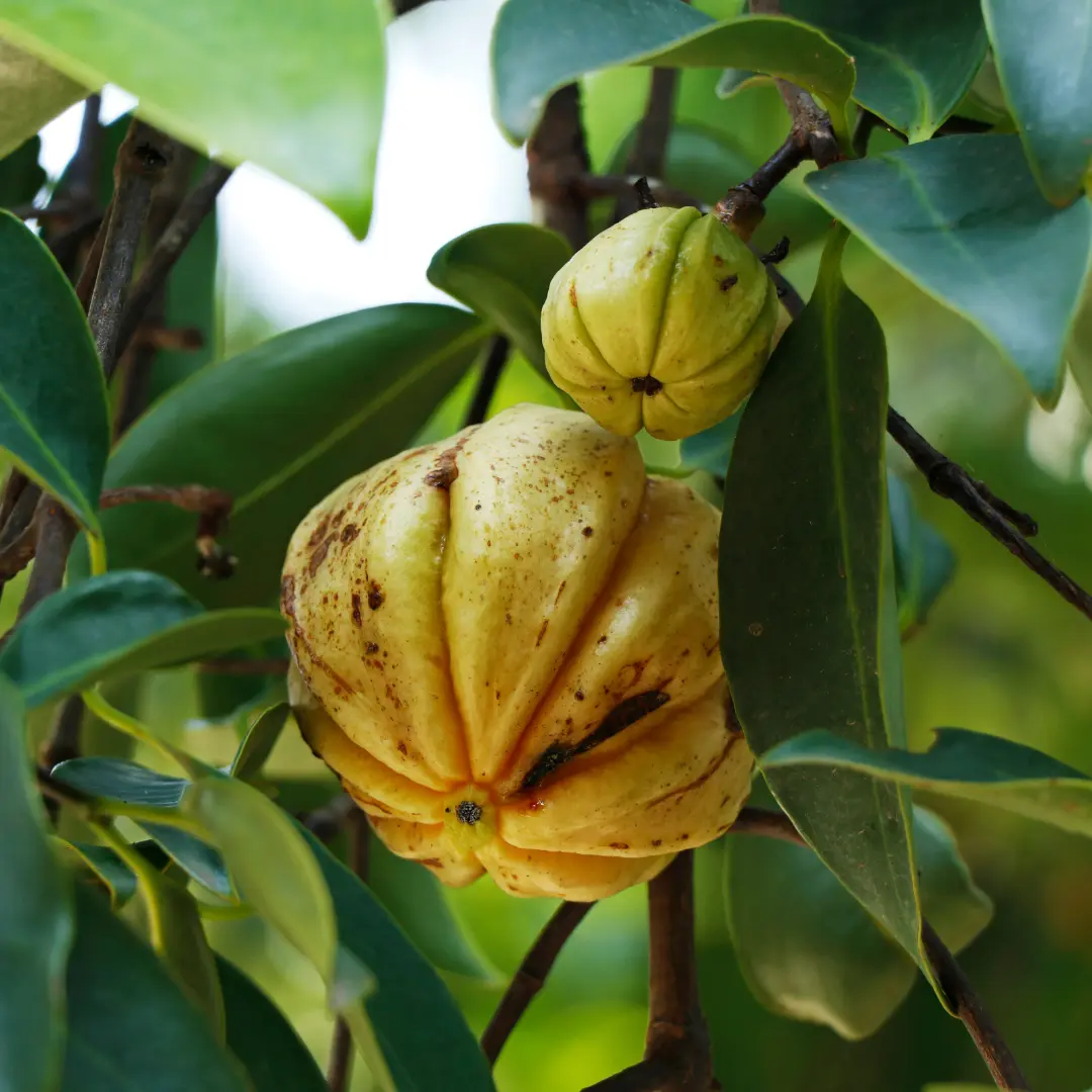 GARCINIA