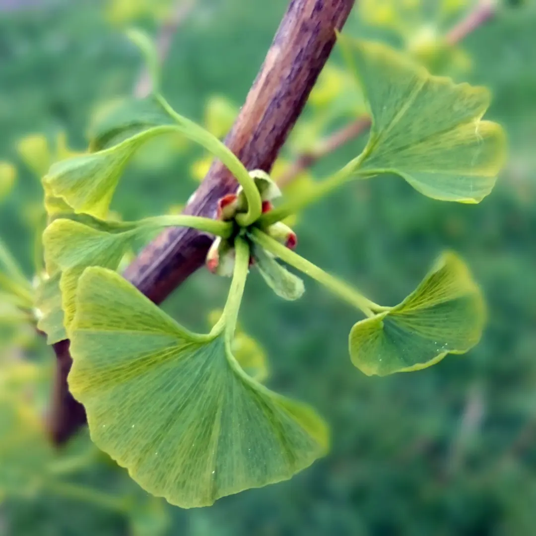 GINKGO