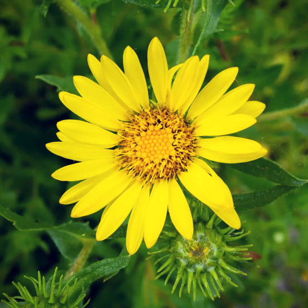 GRINDELIA