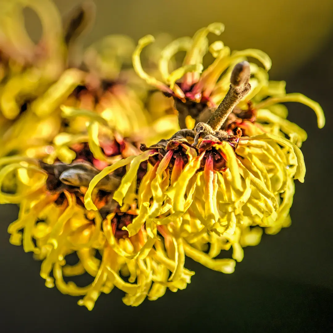 HAMAMELIS