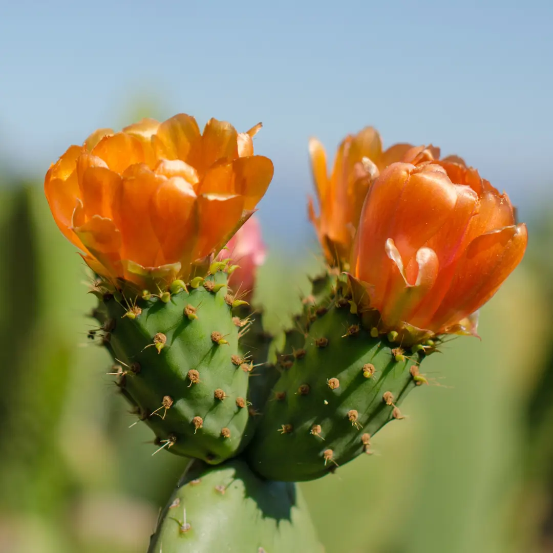 NOPAL