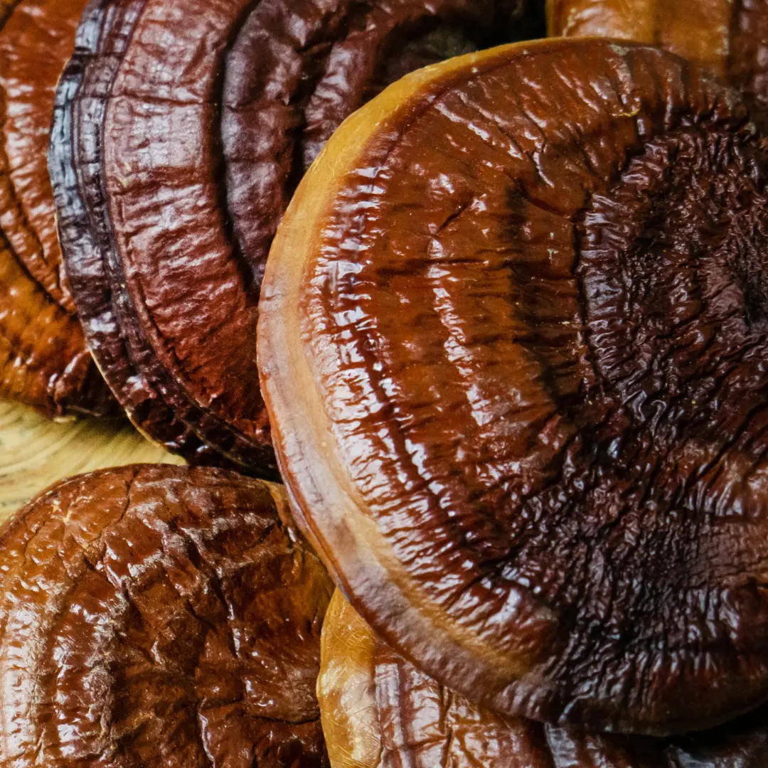 REISHI