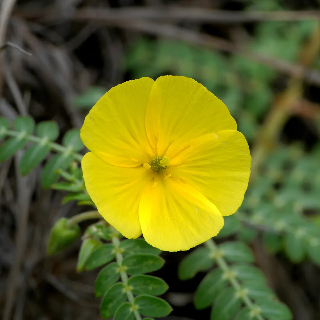 TRIBULUS